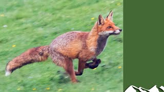 Knocking over foxes in Co Wexford [upl. by Salesin]