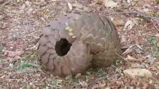 Tikki Hywood Trust Champ rolling pangolin [upl. by Oirotciv]