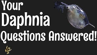 Daphnia Questions Answered [upl. by Aicinet]