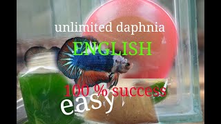 daphnia moina culture Easy way Unlimited production English  with sub Green water Chlorella [upl. by Winstonn]