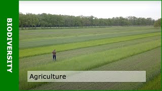 Biodiversity and agriculture with Dirk van Apeldoorn [upl. by Arde]