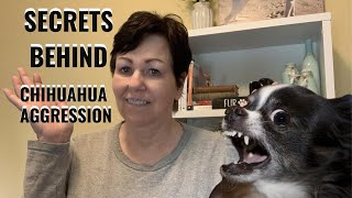 SECRETS BEHIND CHIHUAHUA AGGRESSION [upl. by Tammany180]