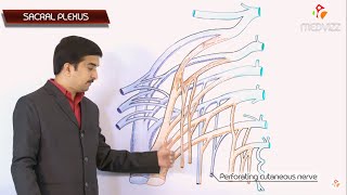 THE SACRAL PLEXUS Gross anatomy  Dr G Bhanu Prakash Usmle Animated Lectures [upl. by Gnahk]