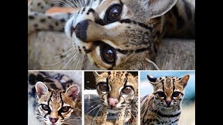 Margay Cat  Beautiful and Rare [upl. by Miculek116]