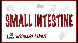 Small Intestine Histology [upl. by Gronseth]