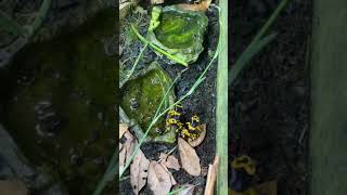 Dendrobates leucomelas yellow banded poison dart frog bumblebee poison dart frog [upl. by Alika]