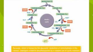 Respiration In Plants [upl. by Eirovi]