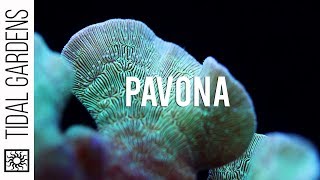 Pavona The Perfect Beginner SPS Coral Overview and Care Tips [upl. by Susejedairam]