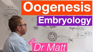 Oogenesis  Embryology [upl. by Accalia195]