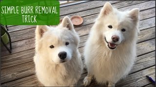 How To Easily Remove Burrs from Dog Fur Shown on Samoyeds [upl. by Celinka]