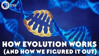 How Evolution Works And How We Figured It Out [upl. by Gyimah118]