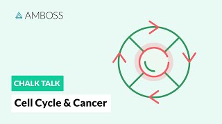 Cell Cycle and Cancer Phases Hallmarks and Development [upl. by Lokin]