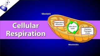 Cellular Respiration [upl. by Minda]