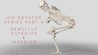 Hip Rotator Series Part 4 Gemellus Superior amp Inferior 3D Animation [upl. by Eimas418]