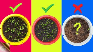 7 FATAL MISTAKES Why Seeds Not Germinating or Sprouting [upl. by Hpeseoj172]