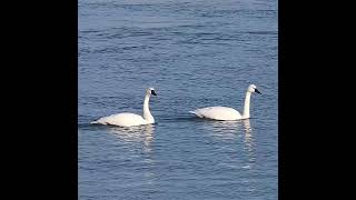 Tundra Swans Flying Away  Whistling Swan  Swan Take Off  Swan Bird Sounds and Calls  shorts [upl. by Ecirehs]