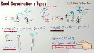 Seed Germination Types  Hypogeal Epigeal Vivipary amp Hypoepigeal germination  Types of Germination [upl. by Renell]