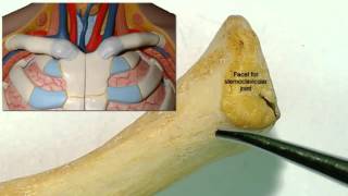 Osteology of the clavicle [upl. by Decca]