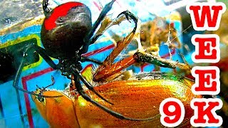 Deadly Redback Spiders Giant Beetle Bug Battle Week 9 [upl. by Norab]