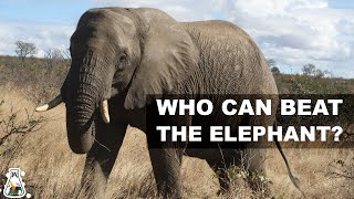 5 Animals That Could Defeat An Elephant [upl. by Charyl]