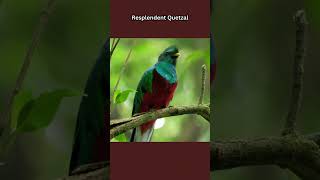 Resplendent Quetzal [upl. by Tamara444]