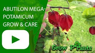 Abutilon megapotamicum  grow and care [upl. by Eelydnarb]