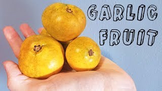 Garlic Fruit Garcinia spicata  Weird Fruit Explorer Ep 230 [upl. by Ardolino]