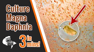 How to culture DAPHNIA MAGNA  The easy way [upl. by Soluk454]