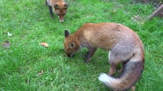 Juvenile Foxes mating [upl. by Mozes]