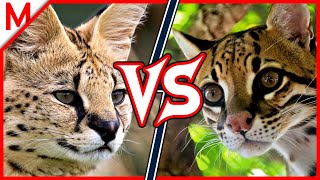 18💥Serval vs Ocelot  Alligator vs Crocodile winner [upl. by Korney]