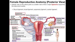 Pathway For Sperm and Egg Cells to Fertilization [upl. by Hilario458]