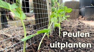 Peulen uitplanten  Eerst groente in de moestuin [upl. by Nnaeoj]