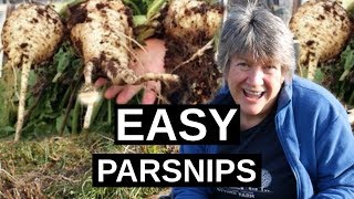 PARSNIPS How To Grow Parsnips  Winter Hardy Vegetable [upl. by Irok951]