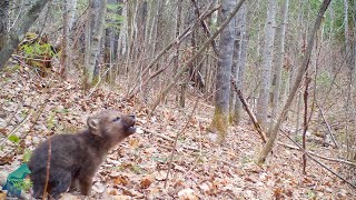 Wolf Howls Captivating Moments [upl. by Nosnehpets]