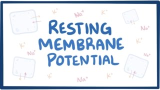 Resting membrane potential  definition examples [upl. by Niletak790]