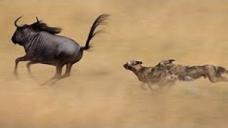 Perros Salvajes de África quotUna increíble Historia Documentales National Geographic WILD [upl. by Gerk593]