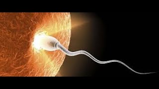 Fertilization Process  Sperm Movement towards Egg [upl. by Ecirum]