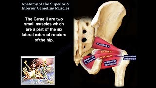 Anatomy Superior amp Inferior Gemellus Muscles  Everything You Need To Know  Dr Nabil Ebraheim [upl. by Bendicta116]