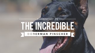 THE INCREDIBLE EUROPEAN DOBERMAN PINSCHERS [upl. by Aneleiram]