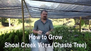 How to grow Shoal Creek Vitex Chaste Tree with detailed description [upl. by Ynnhoj]