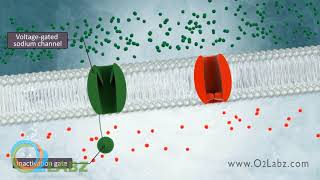 The Excitable Cell And Resting Membrane Animation [upl. by Rannug]