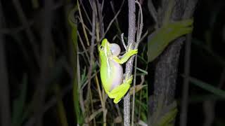 Green tree frog call [upl. by Anassor]