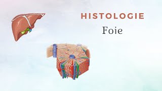 Histologie du Foie [upl. by Sezen]