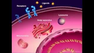 Introduction to Cancer Biology Part 1 Abnormal Signal Transduction [upl. by Eanert]