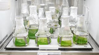 Inoculation of Microalgae [upl. by Frederique794]