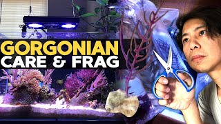 How to Frag amp Grow Gorgonian  Sea Fan 🌊 [upl. by Durwood109]