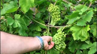 How to Grow Backyard Grapes [upl. by Stilla]