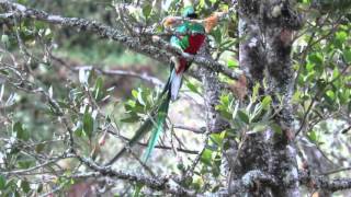 Resplendent Quetzal Calling [upl. by Player]