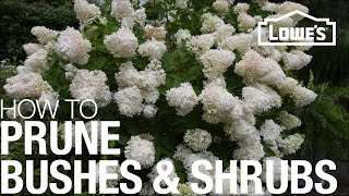 How to Prune Trim amp Shape Your Bushes amp Shrubs [upl. by Malissia960]