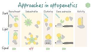 Optogenetics Principles and approaches [upl. by Carew]